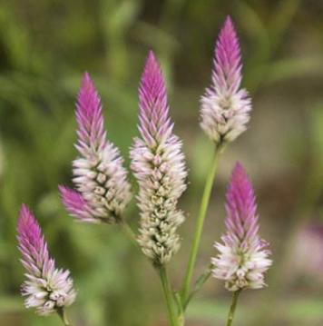 老中医可以给孩子起名吗,用中药名字给孩子取名可以吗