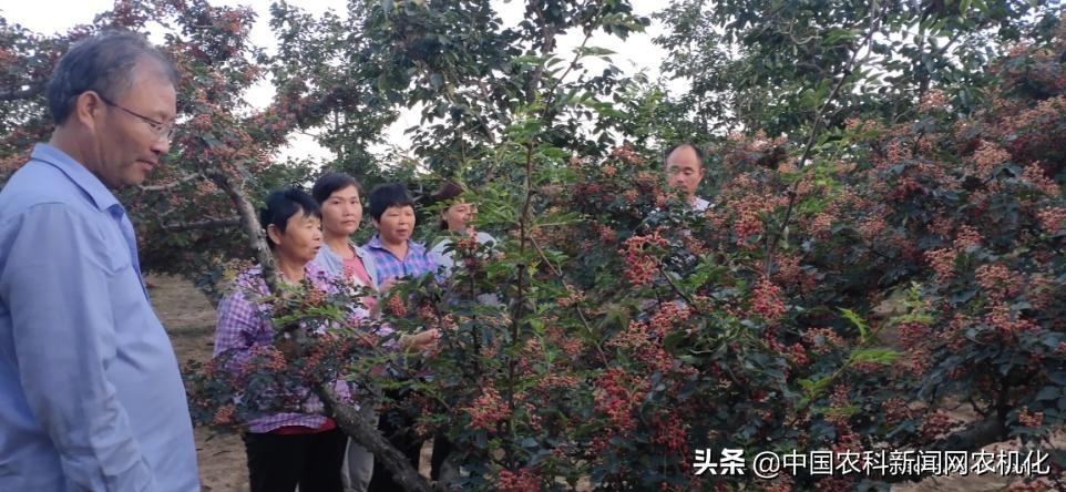 摘花椒的技术视频,花椒采摘时是直接采摘还是剪枝