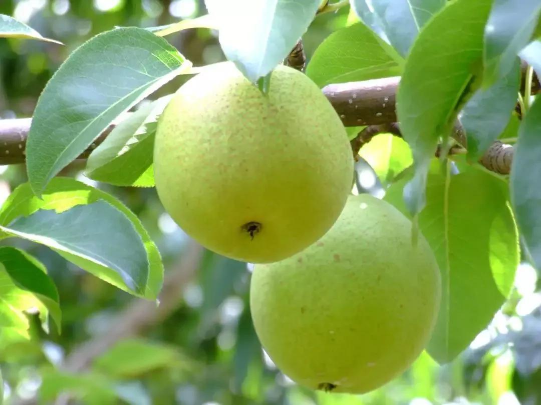 四季应季水果蔬菜,一年四季的时令蔬菜水果