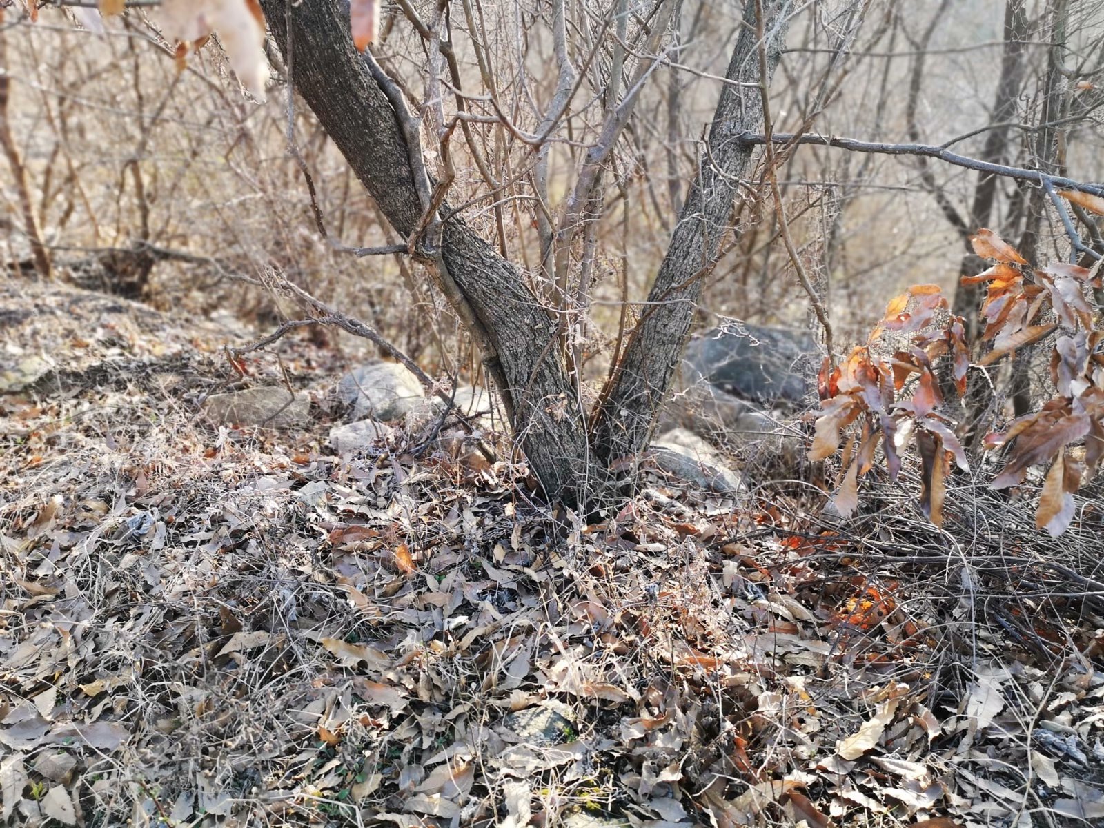 摩托周边旮旯游——探访蚌埠李楼鲁山寺遗址（上）