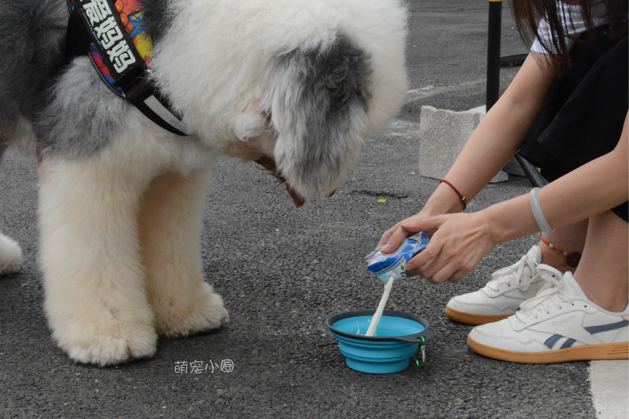 宠主们这8种水不能长期给狗狗喝，兽医表示：长期喝等于慢性自杀