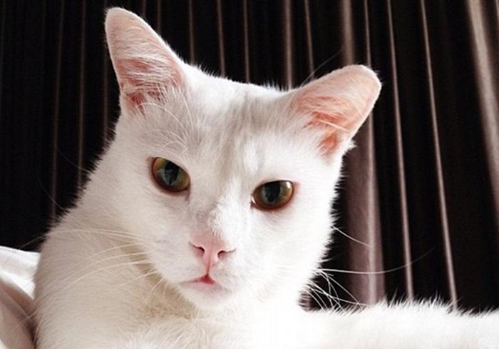 猫咪被铲屎官训一脸不服气,猫咪监督孩子写作业严厉