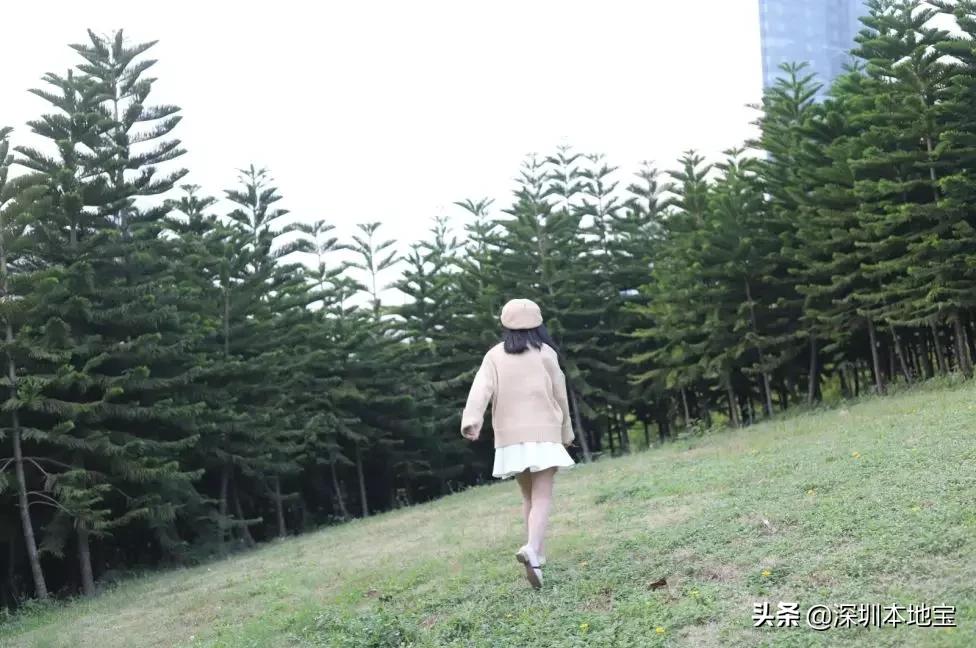 深圳有哪些地方免费景点,深圳都有什么景点免费游玩