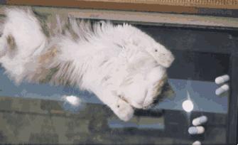 猫薄荷为什么会让猫神魂颠倒,猫薄荷到底有多吸引猫