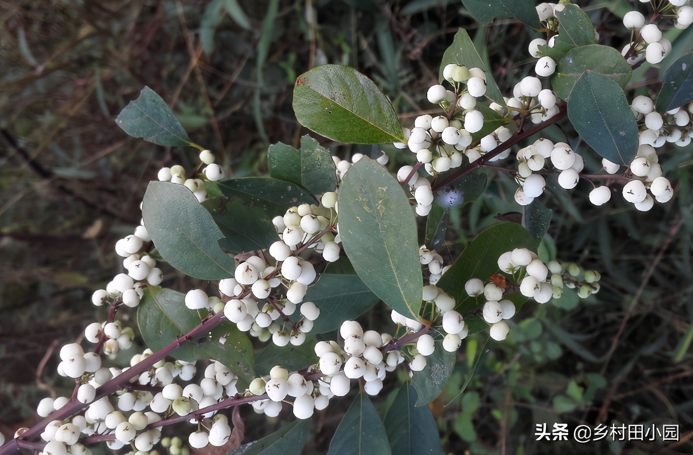 爆米花的药用价值,爆米花有没有药用价值