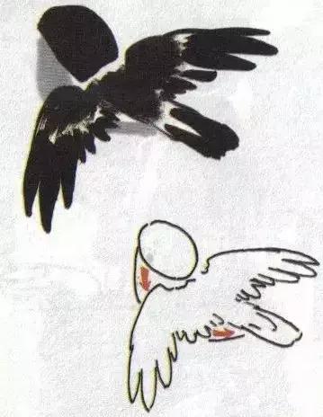 写意花鸟配景石的画法,干货写意花鸟类的画法