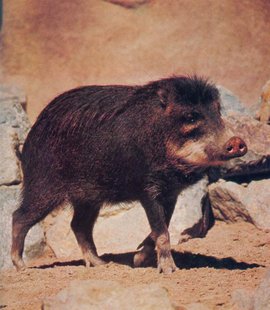 猪的祖先有哪些动物,猪的祖先样子