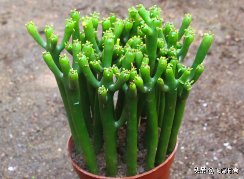 哪些花冬天露天怕冻,天冷了养的花怕冻怎么办