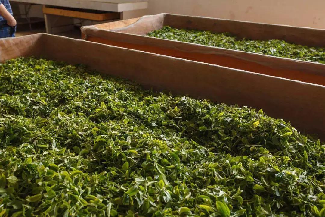 白茶有青味有什么危害,白茶臭青