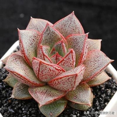 最新150多种多肉植物养护对照表,超全超经典100种多肉植物养护宝典