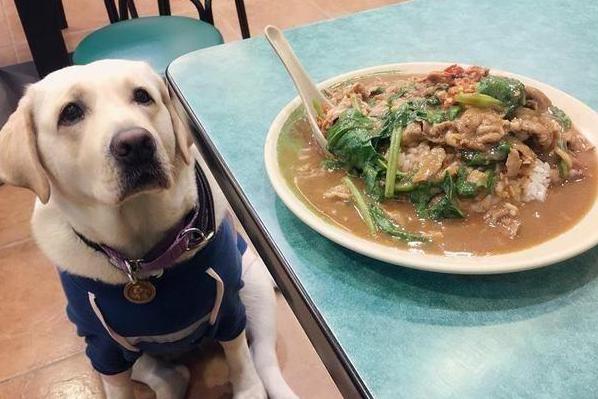 狗粮怎么挑选平价国产狗粮篇,如何帮狗狗挑选狗粮看配料表