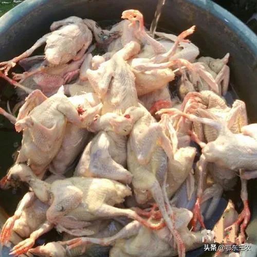 为什么杀鸽子用水淹,杀鸽子不放血的正确方法