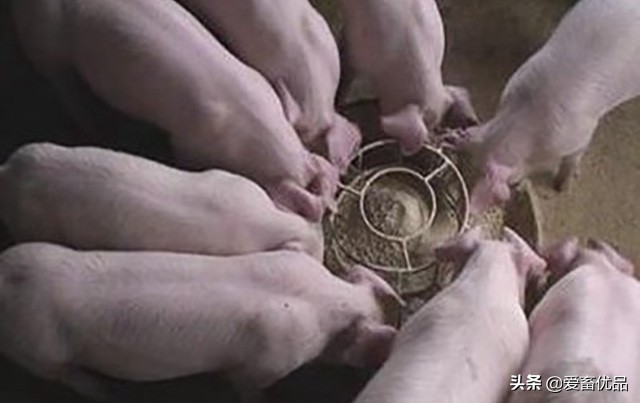 夏季母猪的饲养管理，学会了能省钱