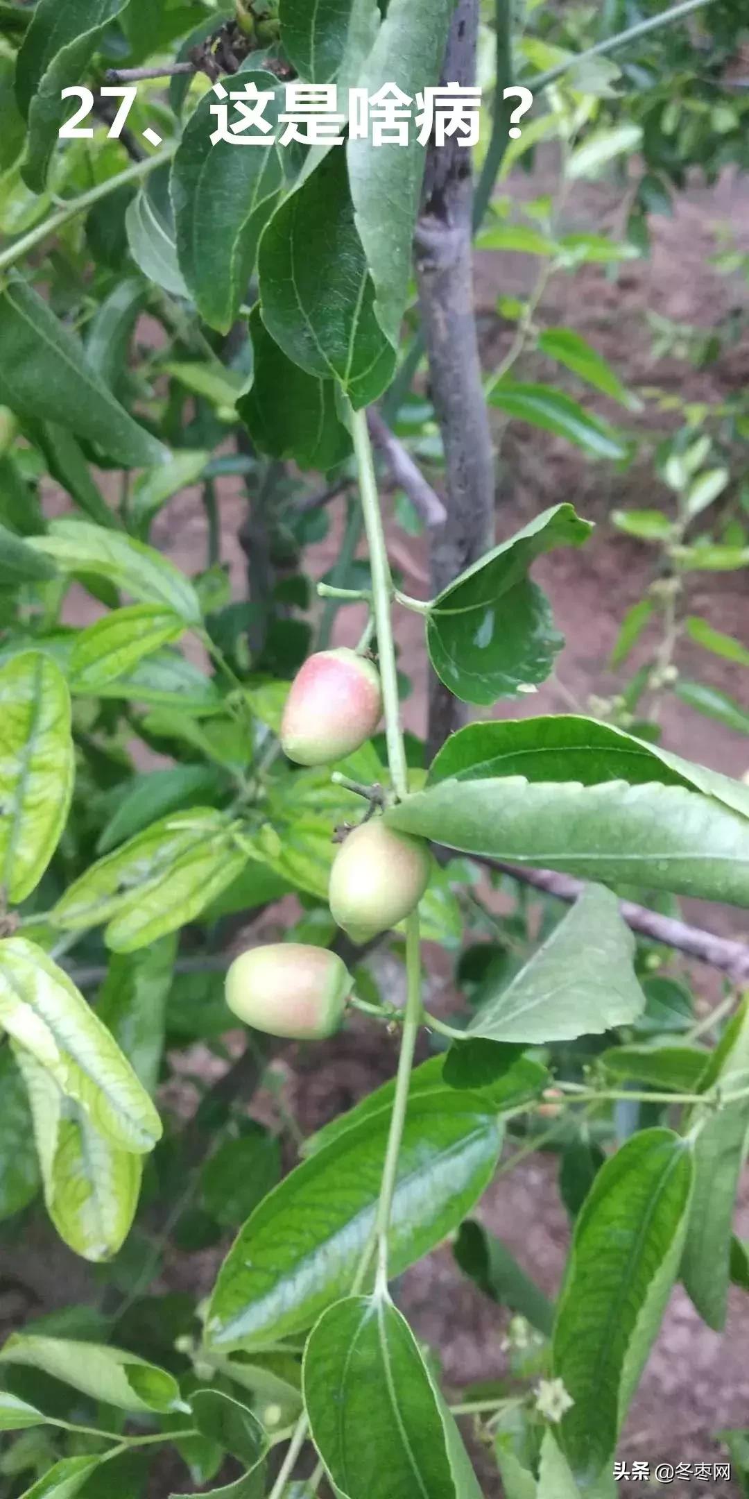 枣树环剥后多少天可以浇水,枣树环割以后多久才生理落果愈合