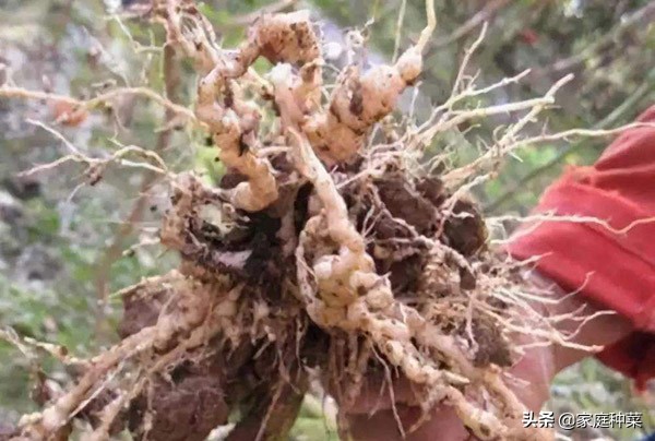 胡萝卜产生“佛手”,虽然看起来很漂亮,却可能导致植株提早死亡