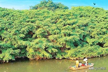 江门好玩的景点排名榜,江门市最好景点