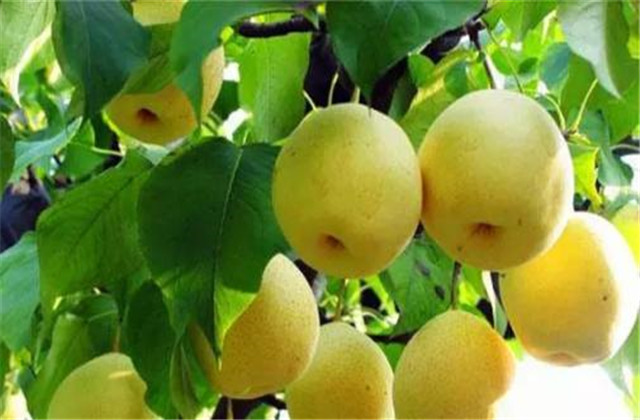 梨树病虫害绿色防控技术,梨树病虫害防治时间表最新