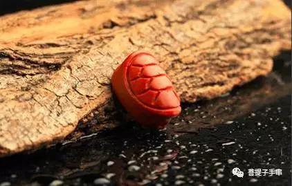 乌龟壳富甲天下,小小龟壳富甲天下