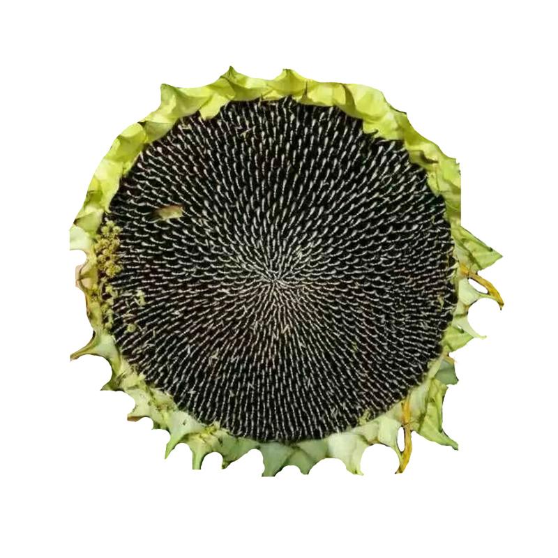 过年瓜子哪个好吃,过年嗑什么瓜子最好吃