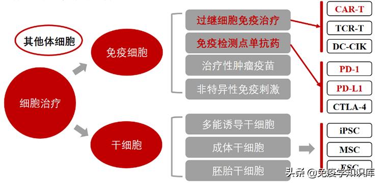 免疫细胞疗法疑问,免疫细胞治疗的真实感受