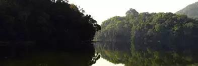 普洱茶藤条分布在哪里,普洱茶的茶山分布之四大茶区