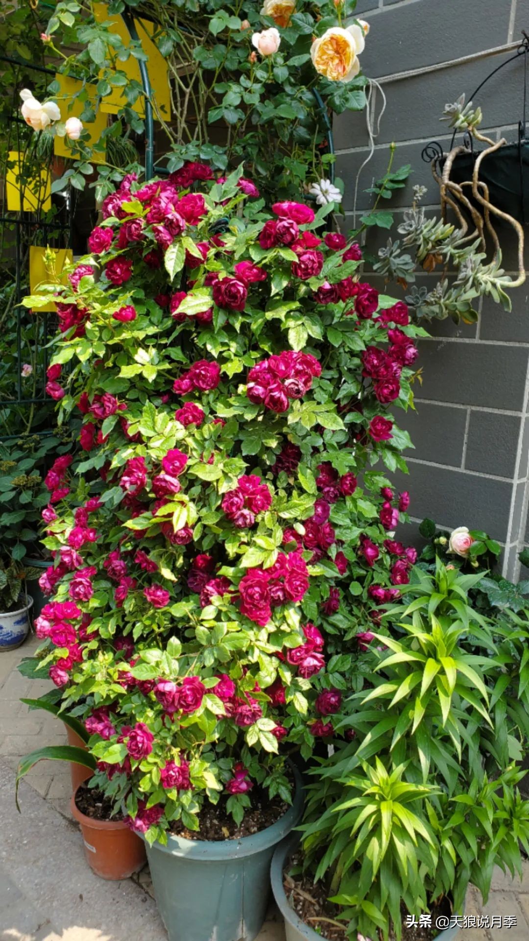 花友家的春花都开爆爆爆了，快来云赏花！（上）