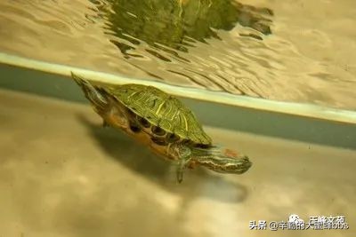 昆山市城北中心小学四（3）班陈佳辉郭洪瑞姚雨琪：习作三篇