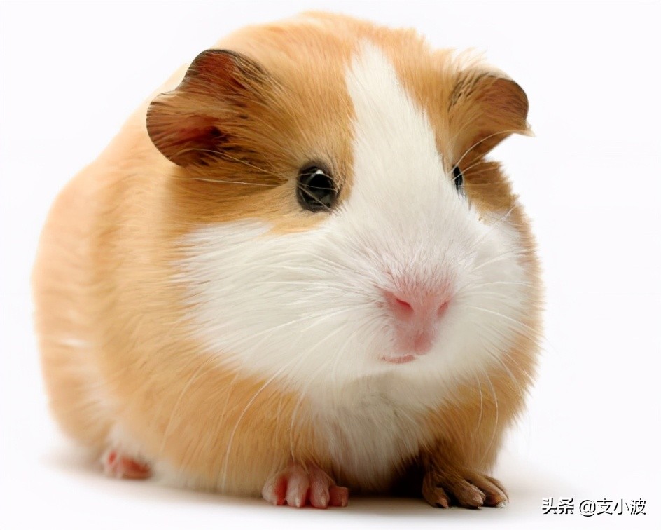 欧洲荷兰真实生活冷知识,荷兰阿姆斯特丹的冷知识