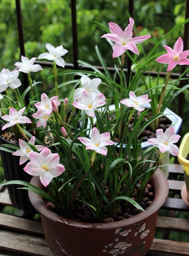 五月养兰要注意哪些,五月养兰花方法