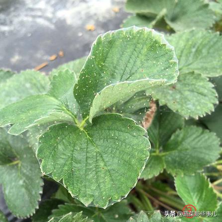 螨虫怎么解决,蔬菜螨虫防治用药