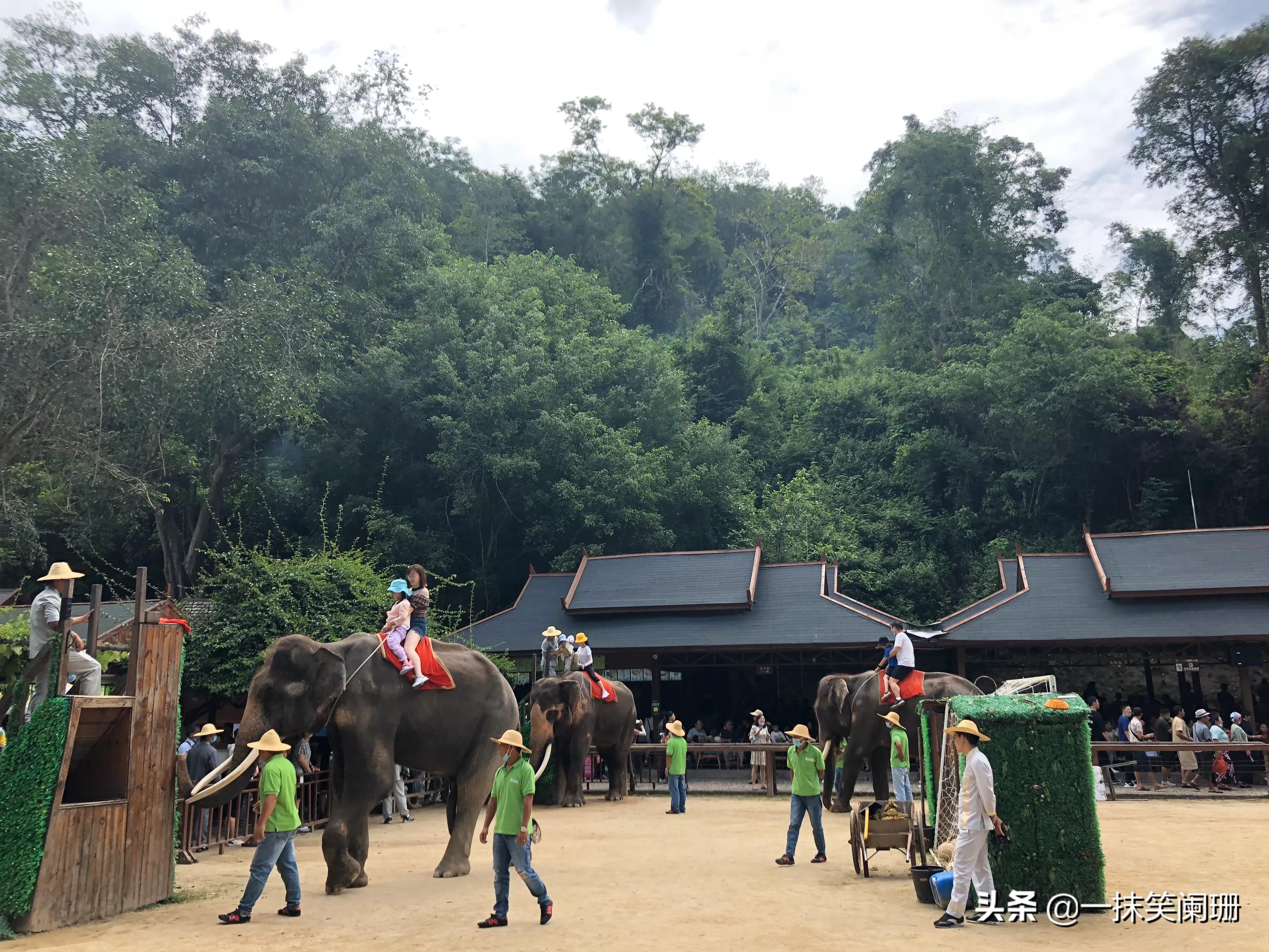 云南西双版纳野象谷大象学校表演,西双版纳野象谷大象表演时间表
