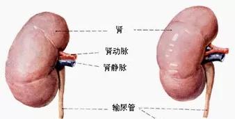 泌尿系统解剖讲解视频,泌尿系统肾脏解剖图谱