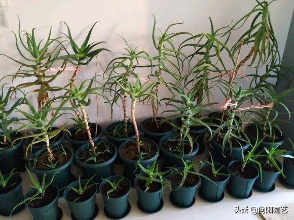 不起眼的芦荟，价值非常高，夏天止痒必备，有“它”不用怕蚊子