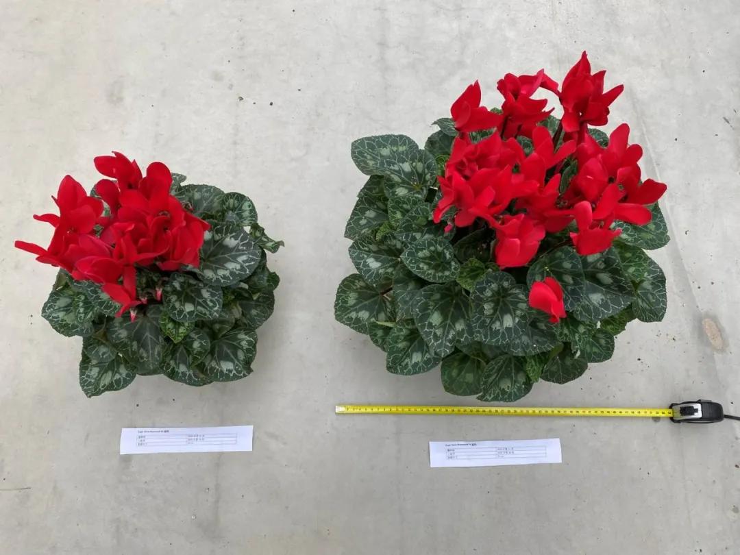 如果放在动物界，这种花就是猛犸象般的神奇存在