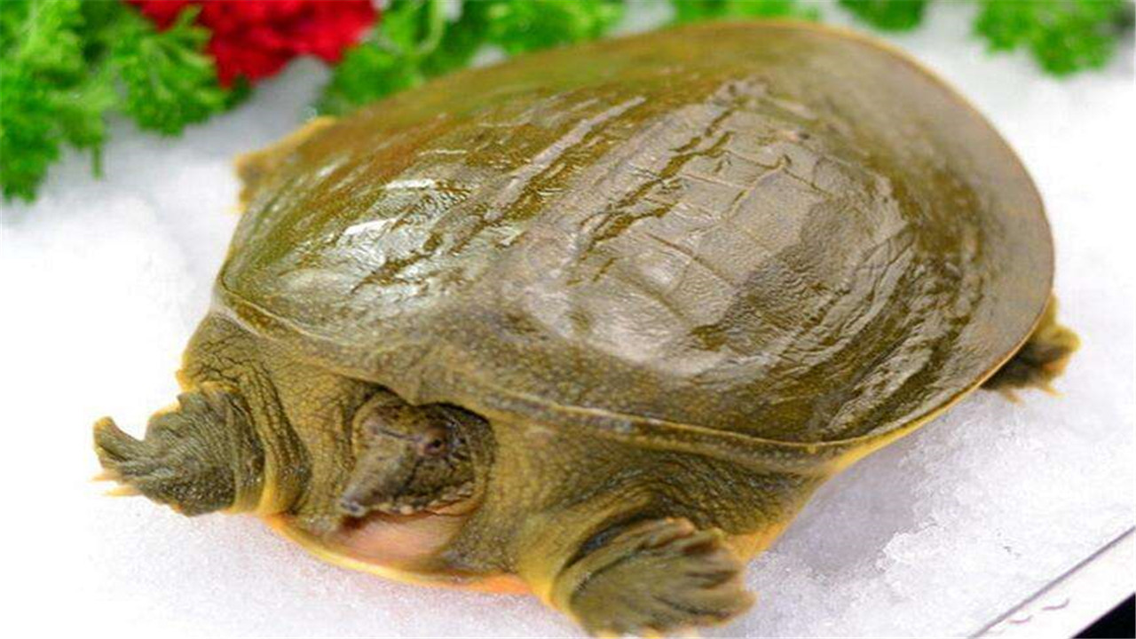 甲鱼养殖池的建造方法视频,养殖甲鱼苗池的建造