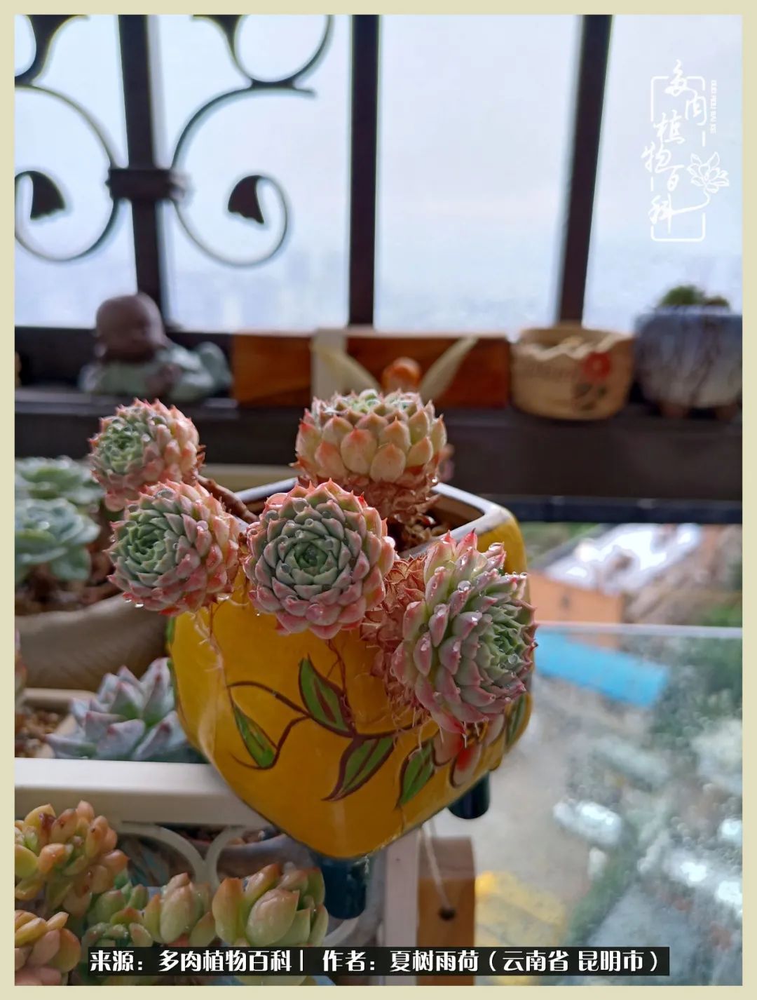 自从养了多肉有了窗台想要个阳台,养多肉10年多