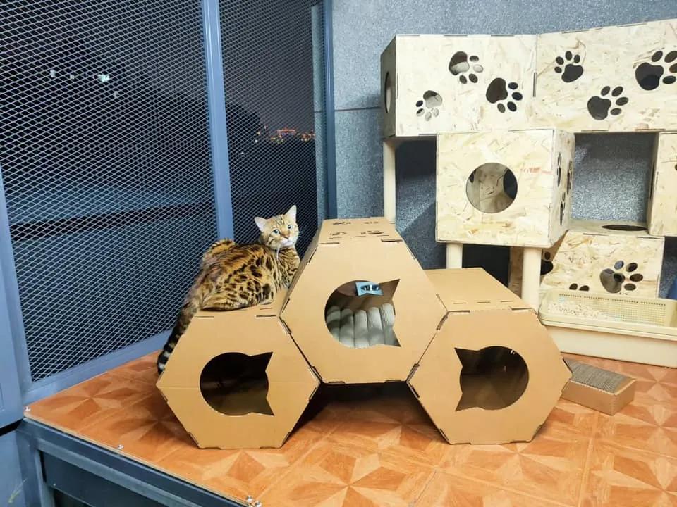 拥有“私家园林”,游遍世界各地,这些猫咪的生活太让人羡慕了吧