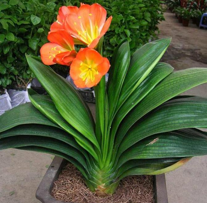 君子兰长出了侧芽怎么养护,君子兰怎么养护容易长侧芽