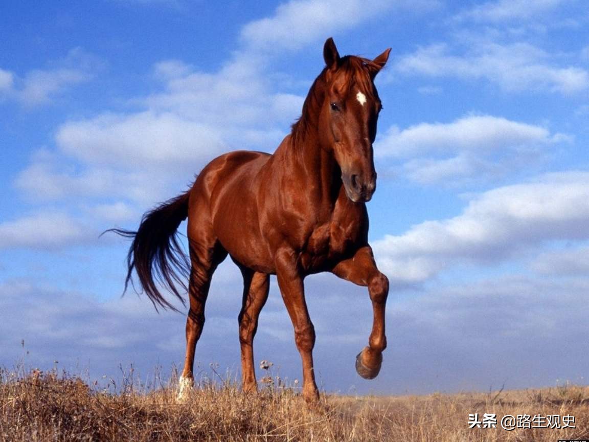 蒙古马为什么叫蒙古马,蒙古马中最好的马是什么马