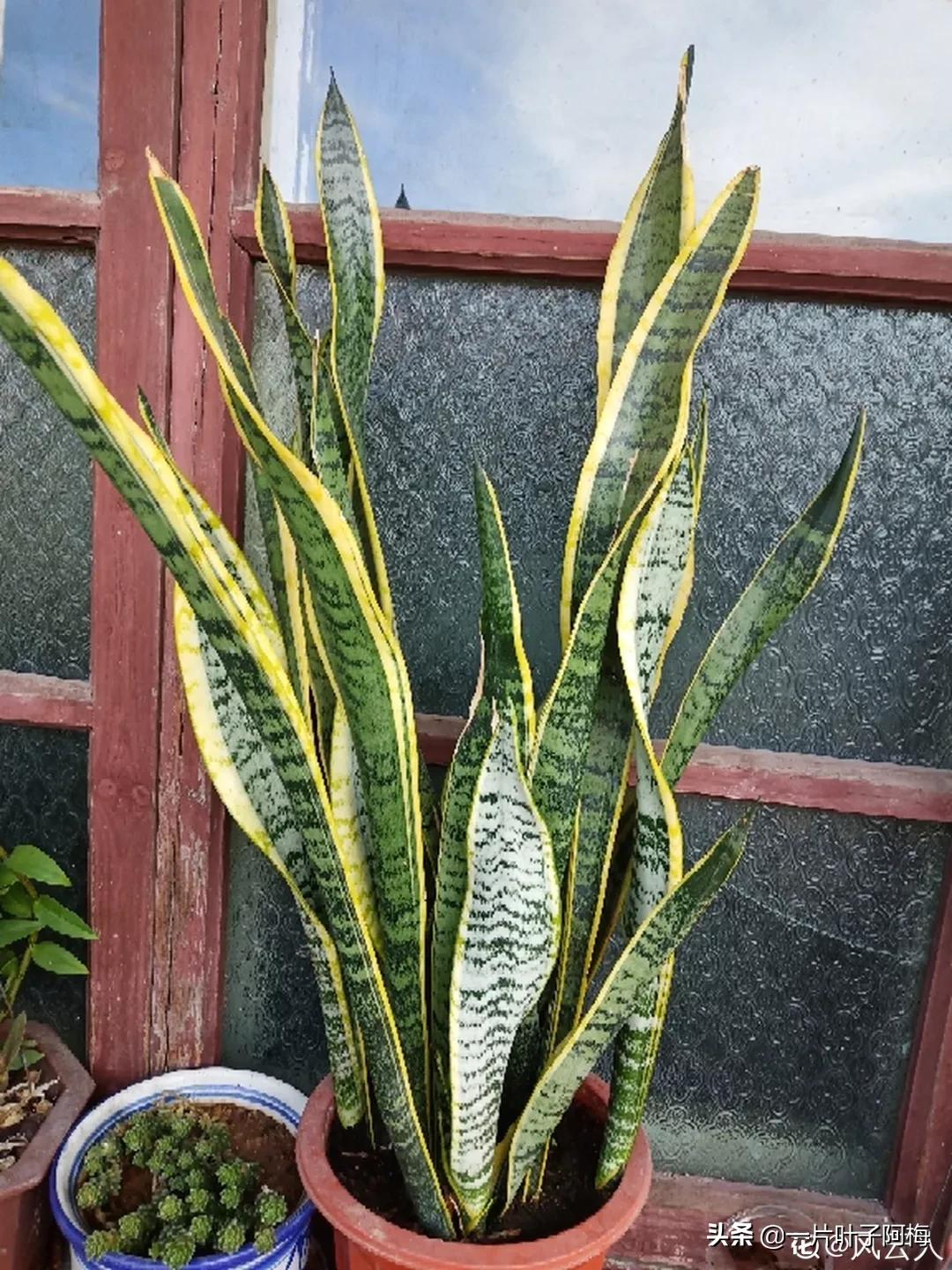 叶子软塌塌,叶子缺水卷曲怎么补救