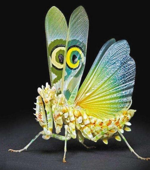 魔花螳螂分布在哪里,魔花螳螂到底有多可怕