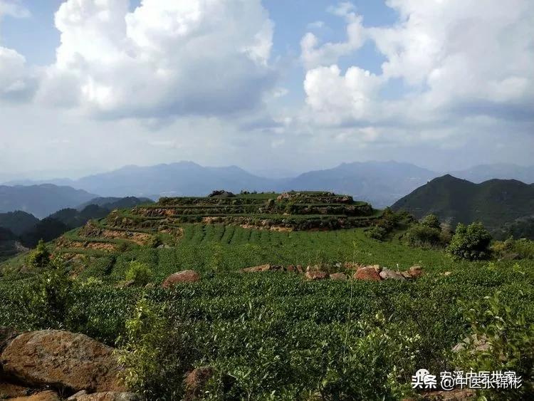 认识身边的中药材,认识中医寻找身边的中药