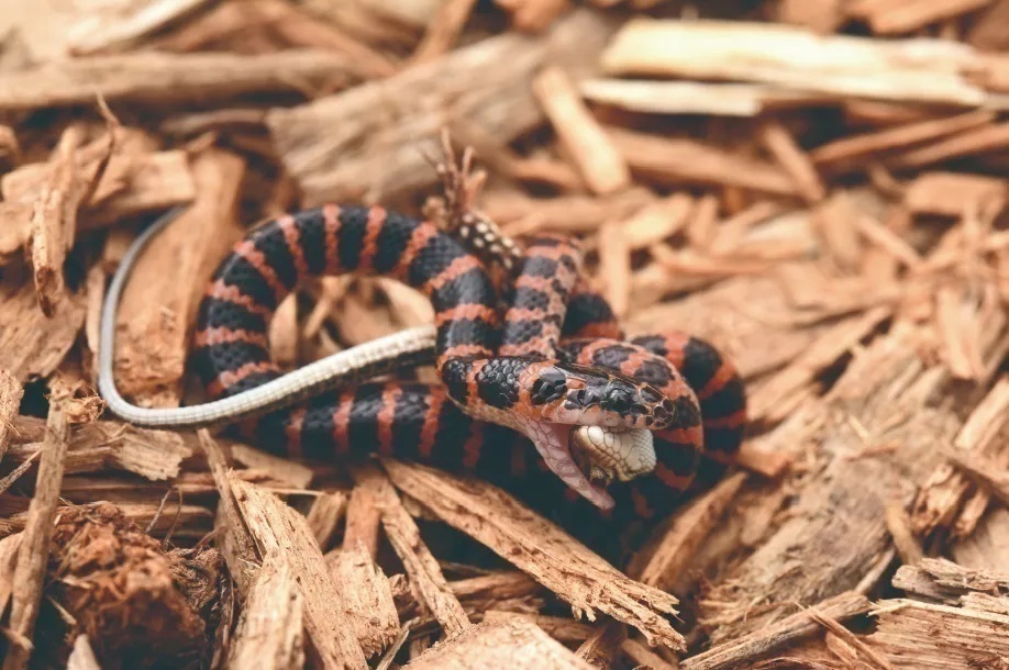 生平第一次见到的蛇,认识全世界的蛇