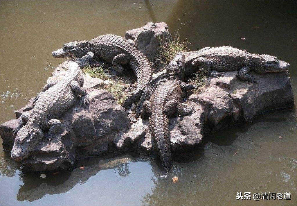 山海经里面记载的八种龙,山海经中有龙的记载在哪