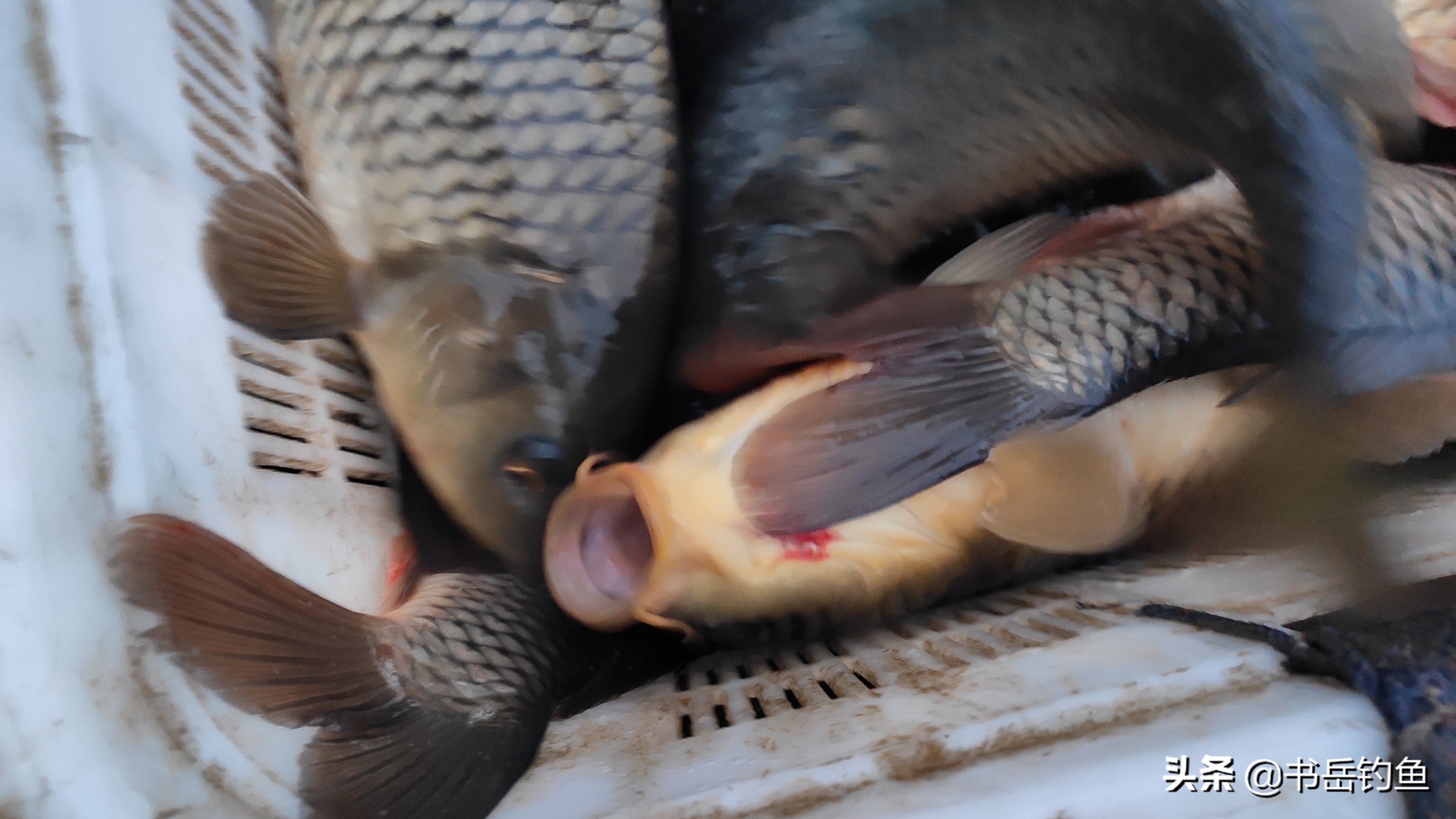 钓鱼颗粒的正确挂法图,钓鱼的颗粒饵