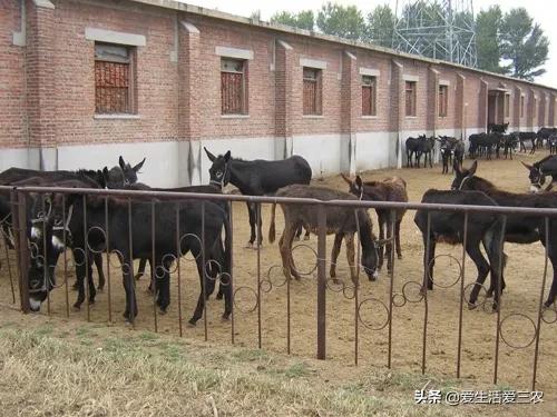 农村冷门家庭养殖业投资小利润,农村冷门养殖行业赚钱