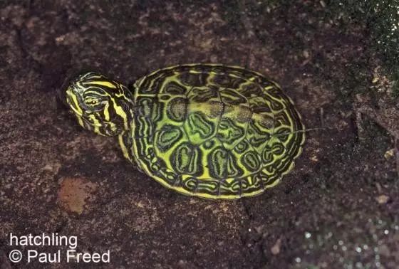 我是谁韩国版人物图片,我是谁日本原版