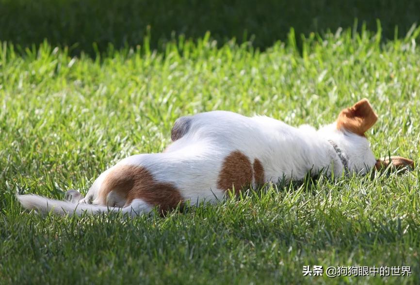狗狗轻度中暑有意识能自行恢复吗,狗狗中暑放在空调房降温可以吗