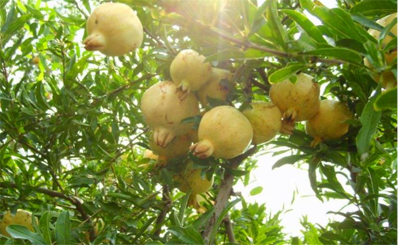 石榴树用什么土栽培好,石榴树怎么剪枝才能高产