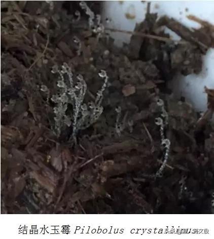 真菌的分类初识：真菌与细菌不同，是一种真核生物